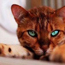 Схема вышивки «ГОЛУБОГЛАЗЫЙ КОТ»