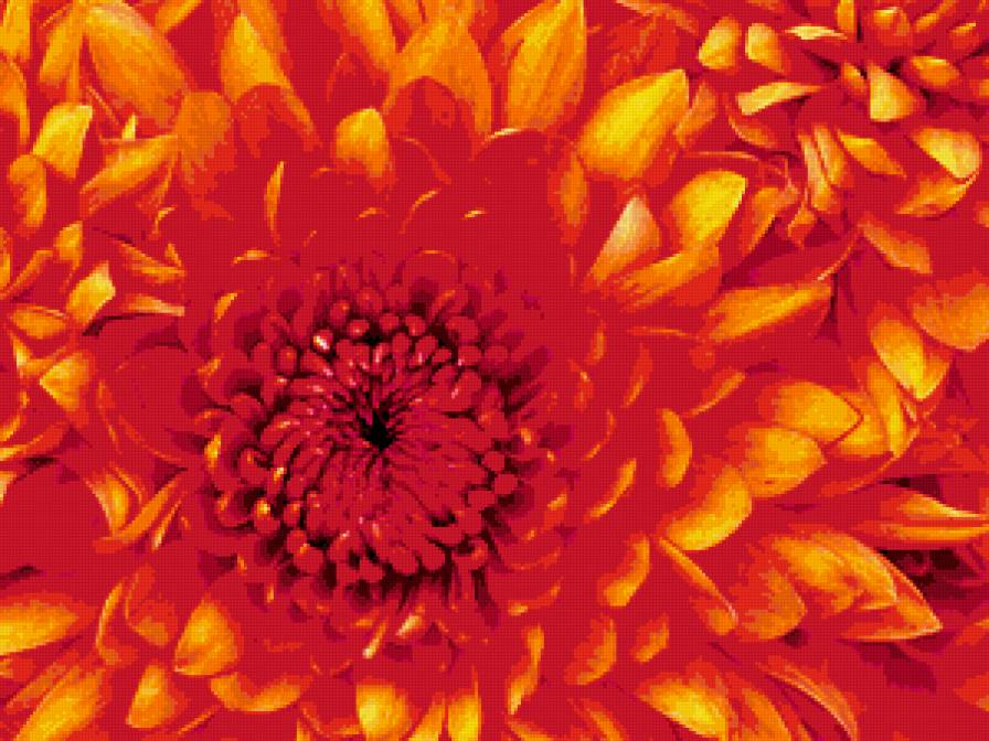 ОРАНЖЕВЫЙ ГЕОРГИН - цветы - предпросмотр