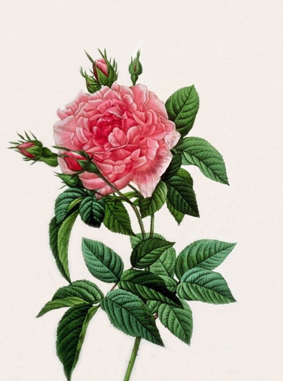 веточка розы - оригинал