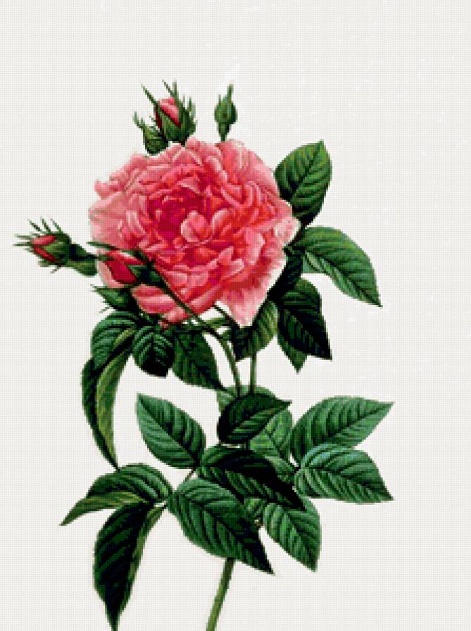 веточка розы - предпросмотр