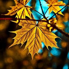 Схема вышивки «Кленовый лист»