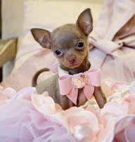 Схема вышивки «Такой милый:-)»