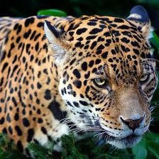 Схема вышивки «№275414»