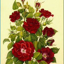 Схема вышивки «красные розы»