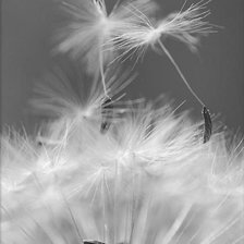 Схема вышивки «одуванчик(правая часть)»