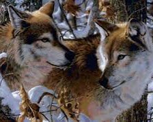 пара волков