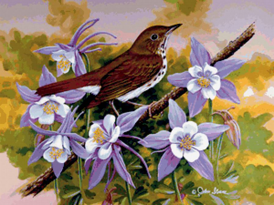 Птица и аквилегии - птицы, цветы - предпросмотр