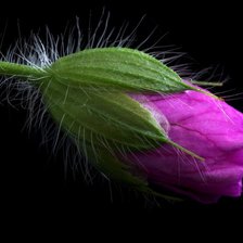 Схема вышивки «бутон розы»