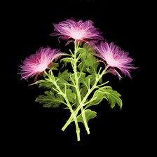 Схема вышивки «цветы рентген»