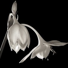 Схема вышивки «№275855»