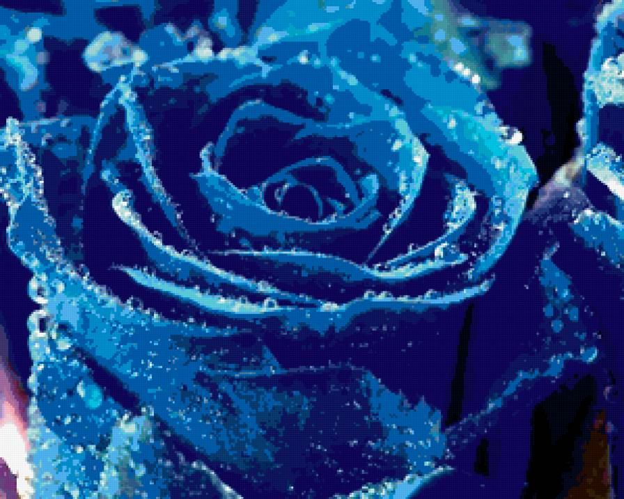 синяя роза - цветы, синие, розы - предпросмотр