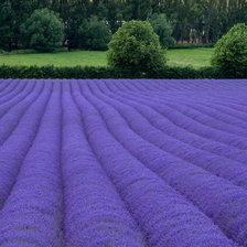 Схема вышивки «Лаванда»
