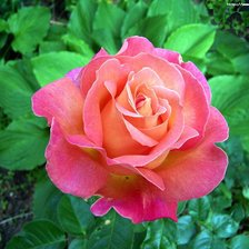 Схема вышивки «Роза в зелени»