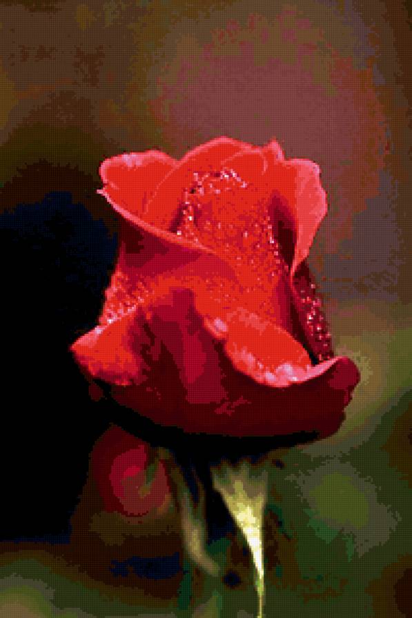 Красная роза - роза - предпросмотр