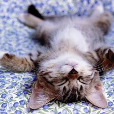 Схема вышивки «киса»