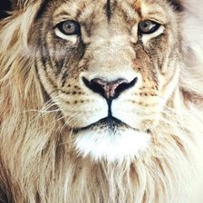 Схема вышивки «лев»