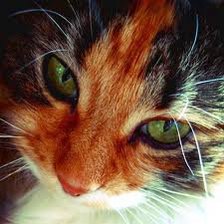 Схема вышивки «котя»