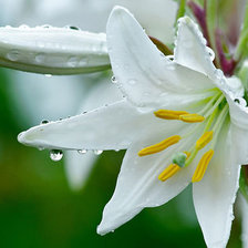 Схема вышивки «белые лилии»