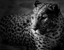 Схема вышивки «леопард»