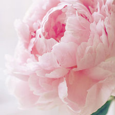 Схема вышивки «ПИОН»