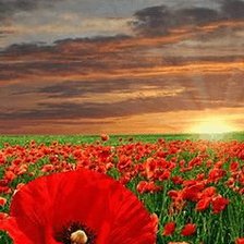 Схема вышивки «МАКИ И ЗАКАТ»