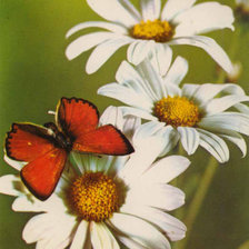 Схема вышивки «№276639»