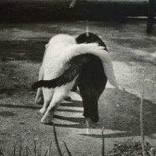 Схема вышивки «№276654»