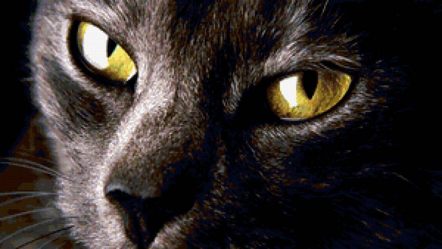 Взгляд - кошка, животные, кот - предпросмотр