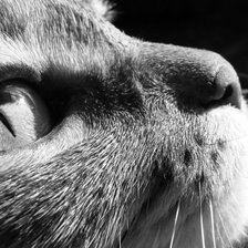 Схема вышивки «Котик»