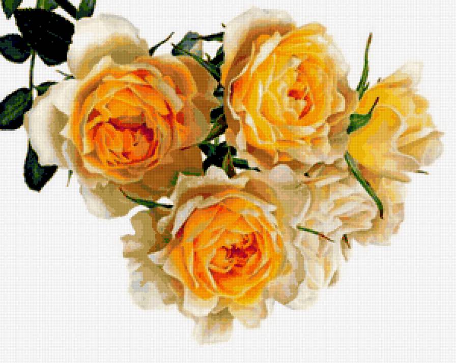 желтые розы - предпросмотр