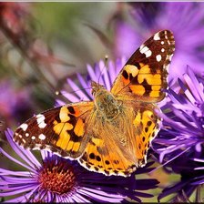 Схема вышивки «бабочка»