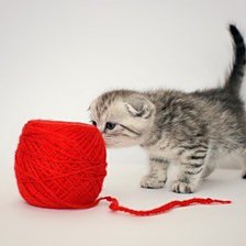 котенок с клубком