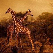 Схема вышивки «жирафы»