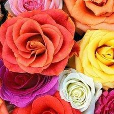 Схема вышивки «РОЗЫ»