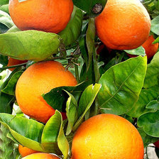 Схема вышивки «Дерево, апельсины, натюрморт»