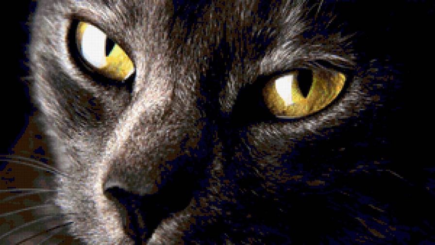 КОТ - предпросмотр