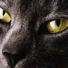 Схема вышивки «КОТ»