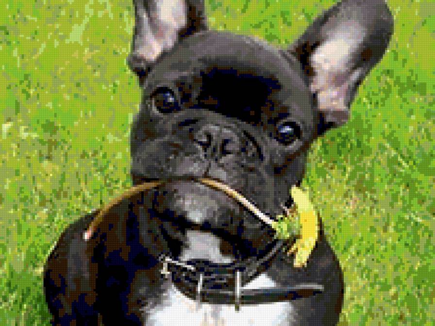 Французский бульдог - бульдог, собака, животные - предпросмотр