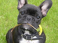 Схема вышивки «Французский бульдог»