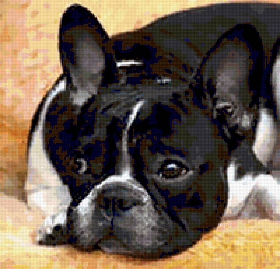 Французский бульдог - бульдог, собака, животные - предпросмотр