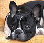 Схема вышивки «Французский бульдог»