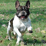 Французский бульдог