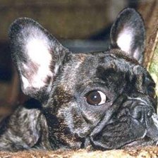 Французский бульдог