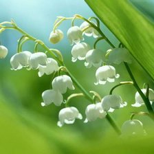 Схема вышивки «ландыши»