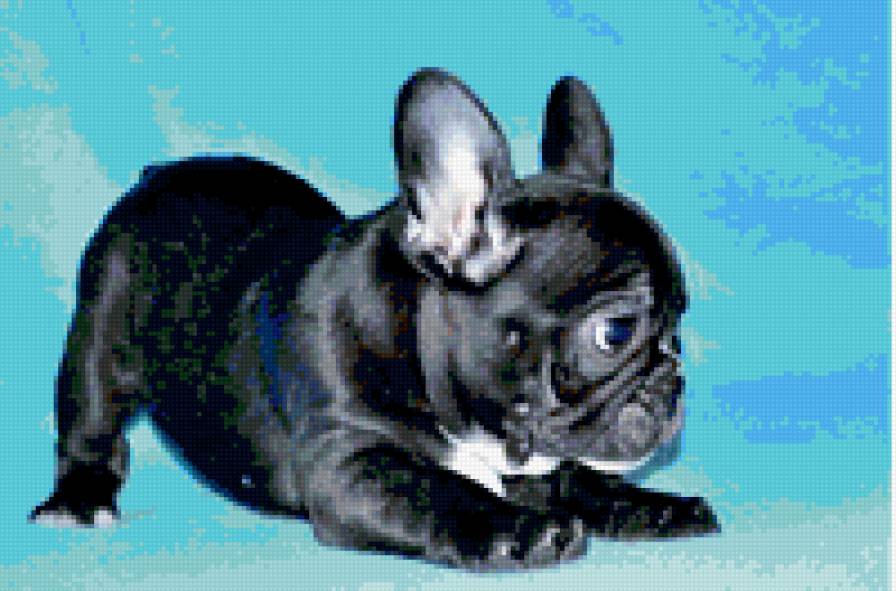 Французский бульдог - собака, животные, бульдог - предпросмотр