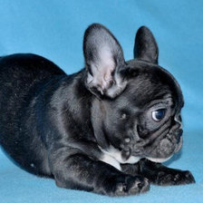 Схема вышивки «Французский бульдог»