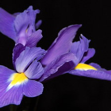 Схема вышивки «нарцис»