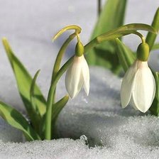 Схема вышивки «№277397»