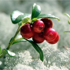 Схема вышивки «брусника и мох»