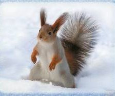 Схема вышивки «белка»